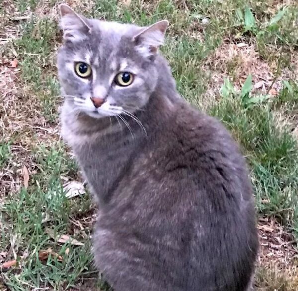 Stella-Bella