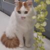 Charlie - Image 3