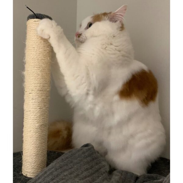 Jimmy- loving & curious - Image 2