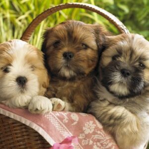 Dogs & Puppies