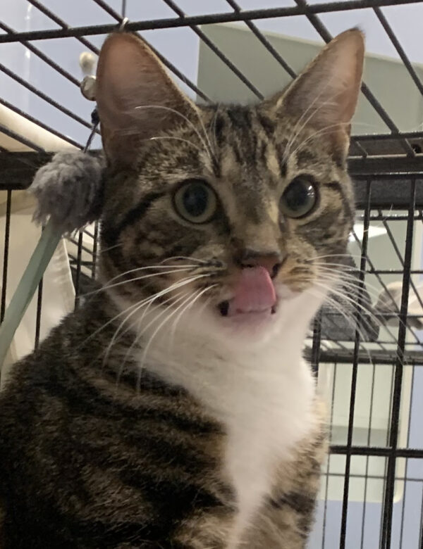 Adam
