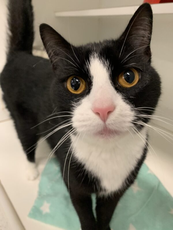 Tux