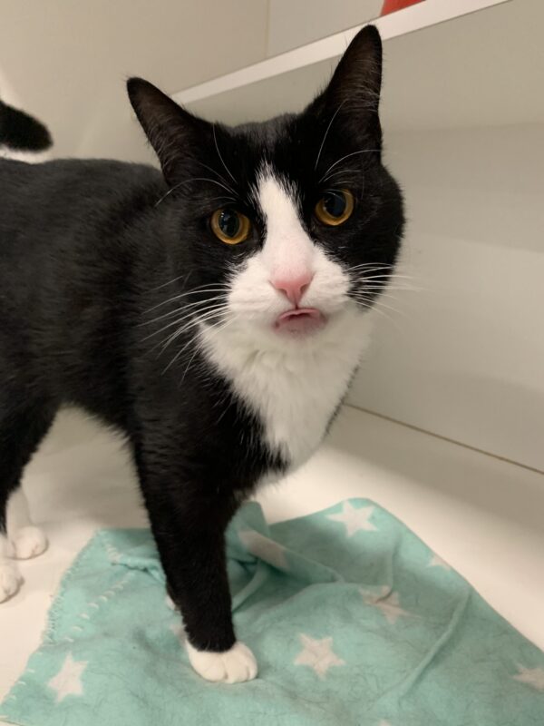 Tux - Image 2