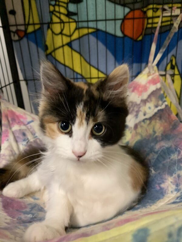 Missy