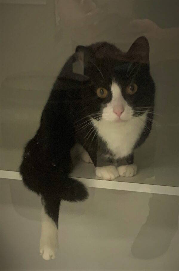 Tux - Image 4