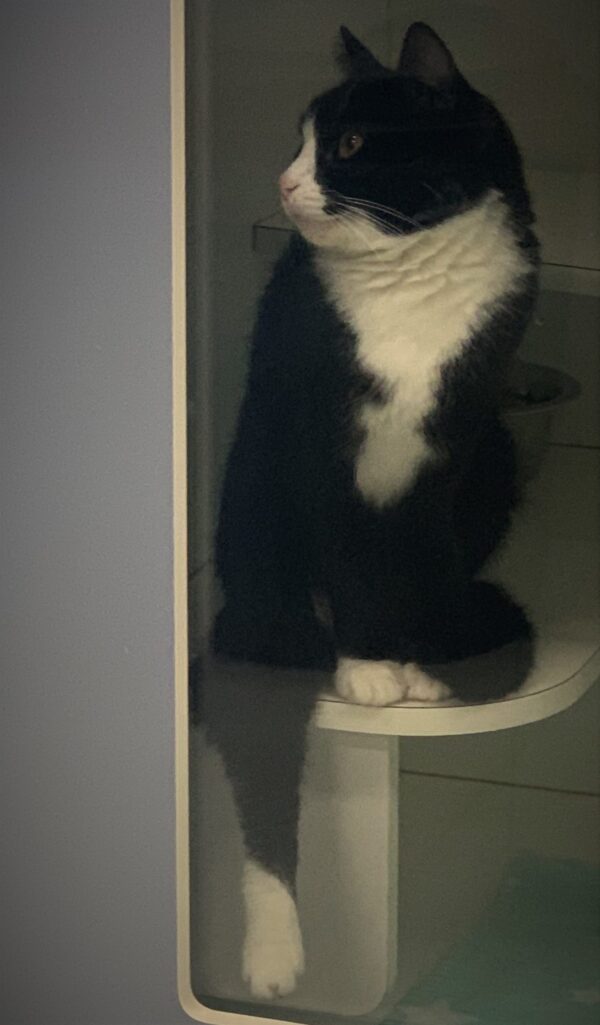 Tux - Image 3