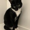 Maisy - Image 3