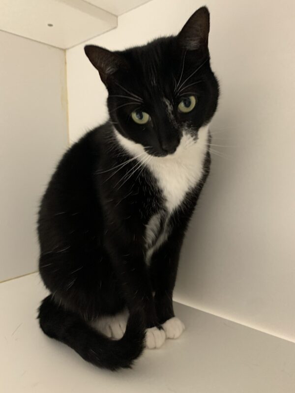 Maisy - Image 3
