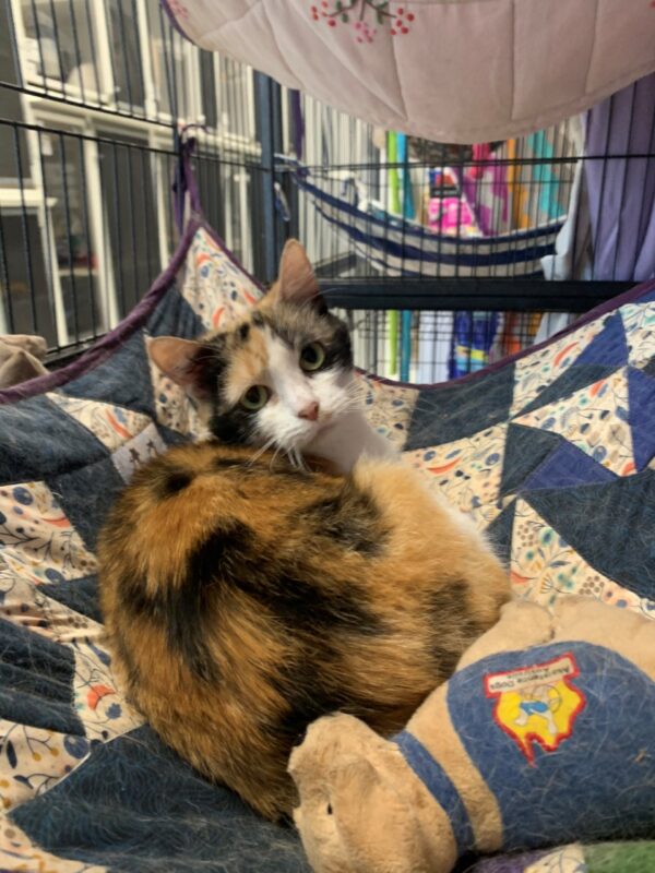 Patchy - Image 3