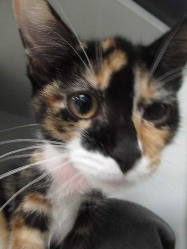 Primrose - Image 2