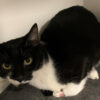 Soxy - Image 2