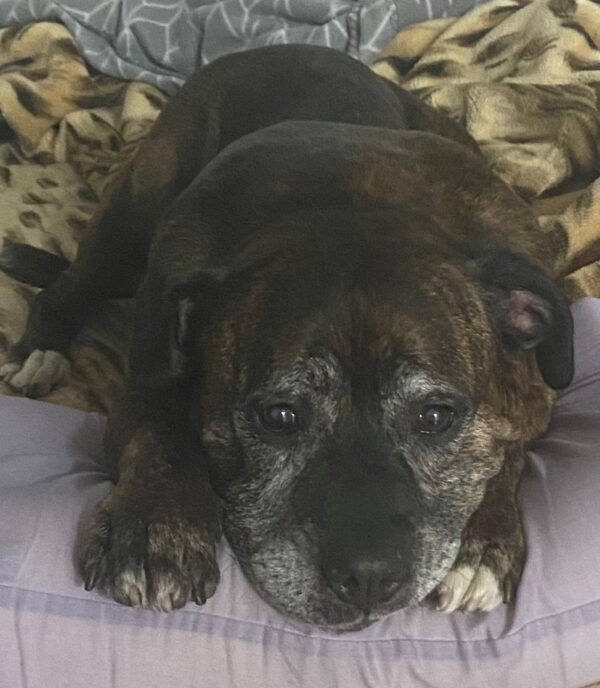 Bindi