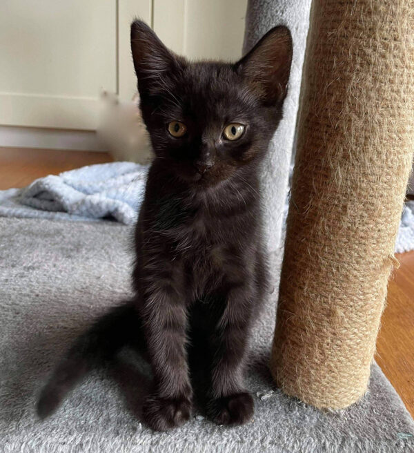 Enzo