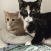 Maddy and Matty - Image 7