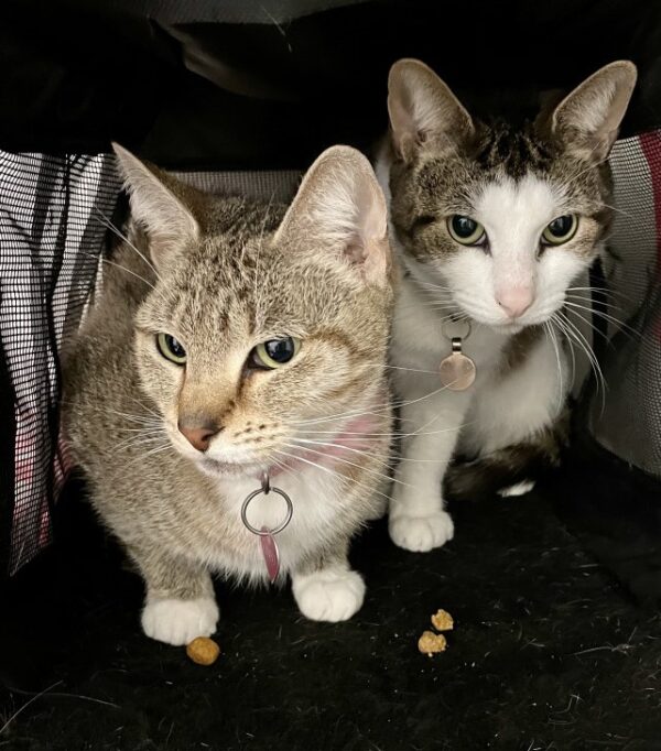 Oreo and Lucky - Image 2