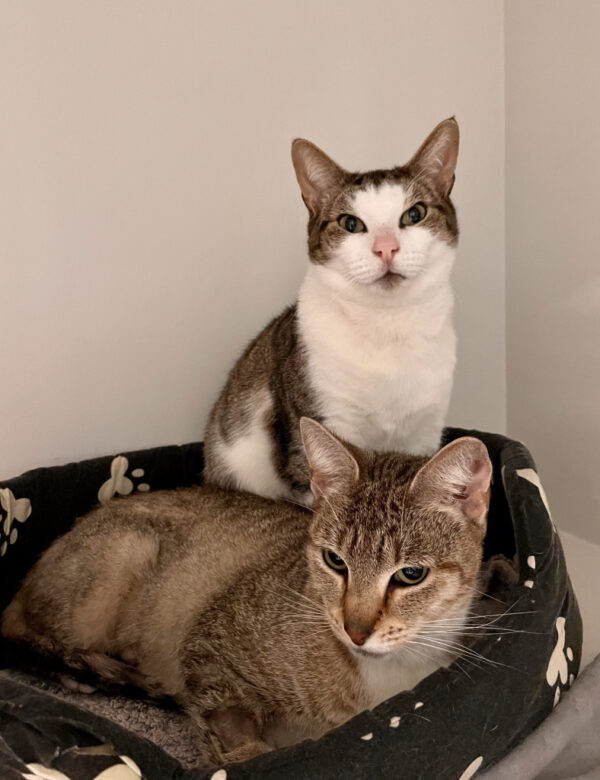 Oreo and Lucky - Image 3