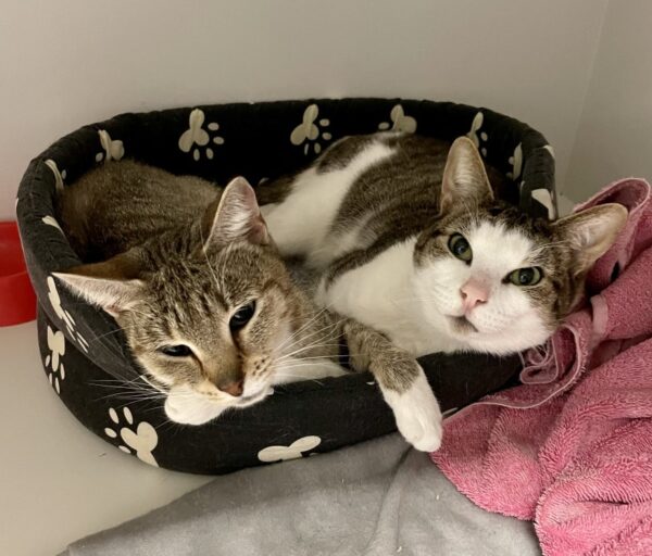 Oreo and Lucky