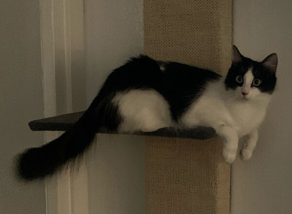 Daisy - Image 2