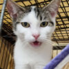 Izzy - Image 3