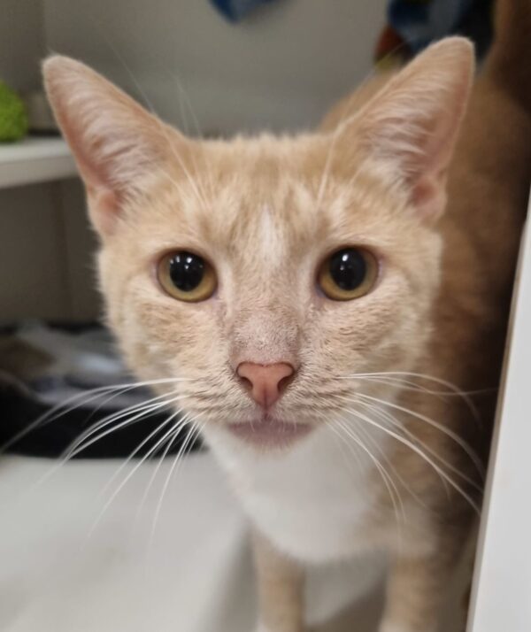 Goldie - Image 3