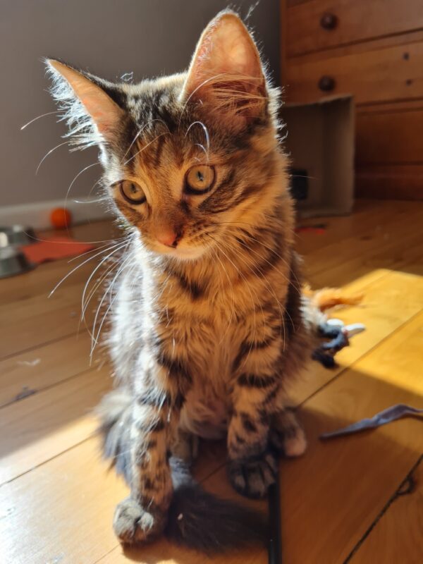 Cinnamon