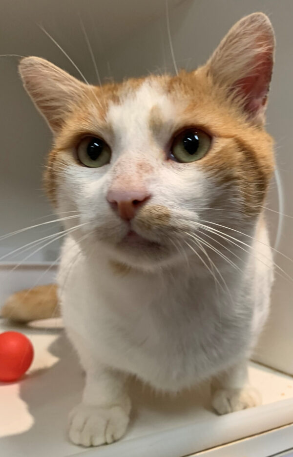 Ginger - Image 3