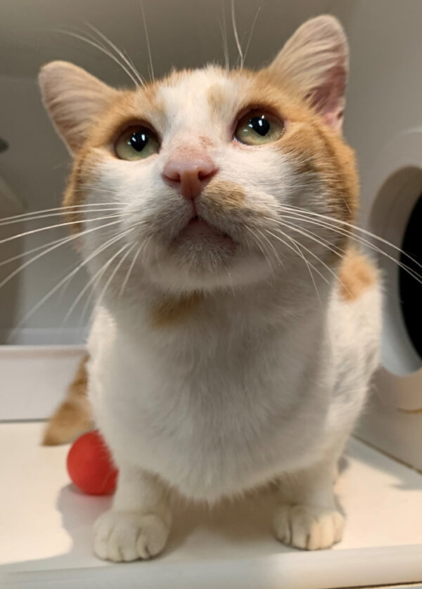 Ginger - Image 2
