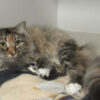Myrtle - Image 2