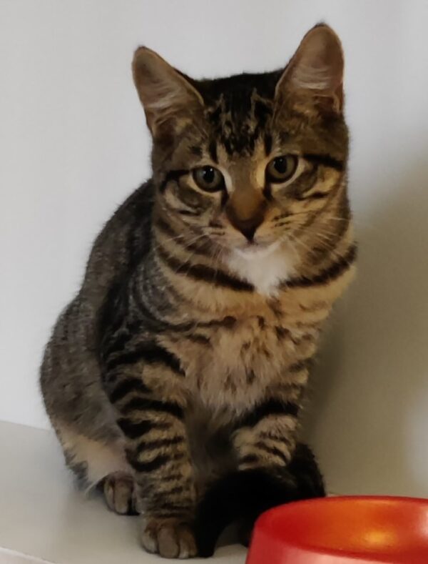 Mocha
