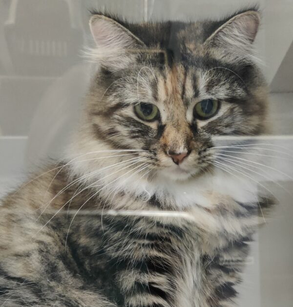 Myrtle - Image 3