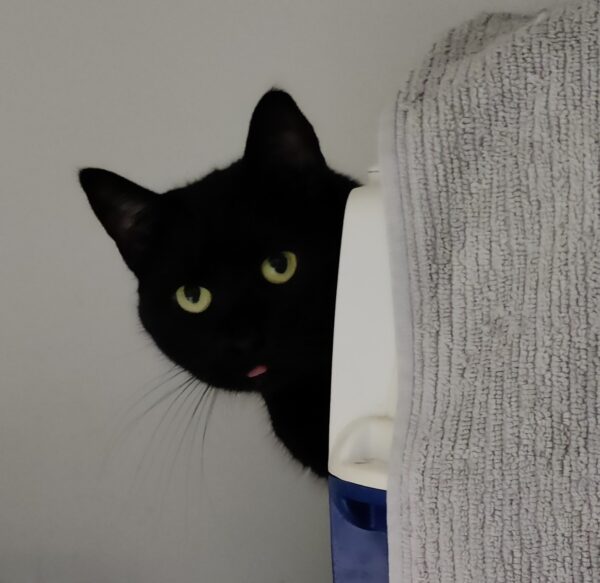 Sooty - Image 2