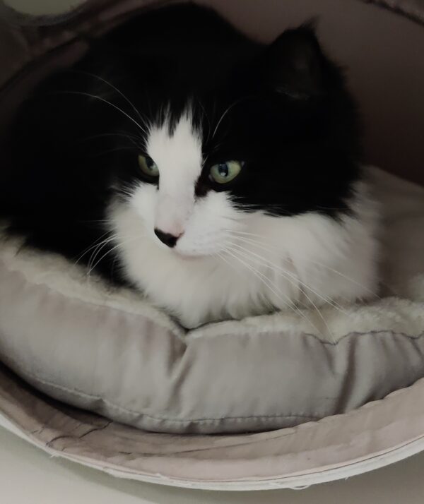 Oreo