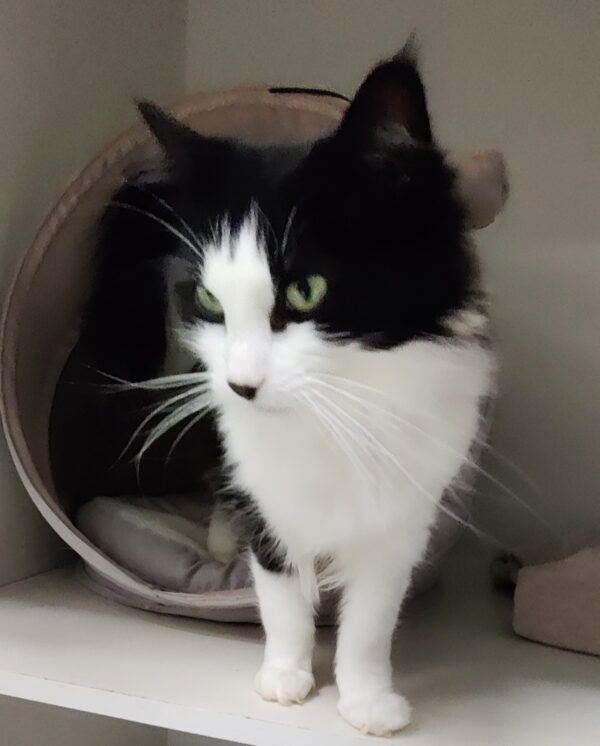 Oreo - Image 2