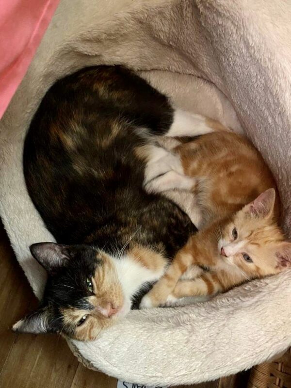 Sabrina & Ginge - Image 3