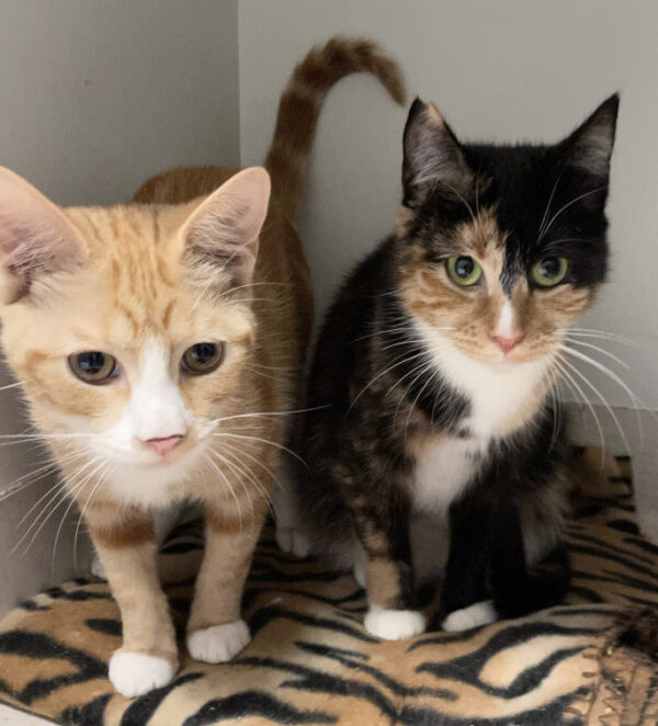 Sabrina & Ginge