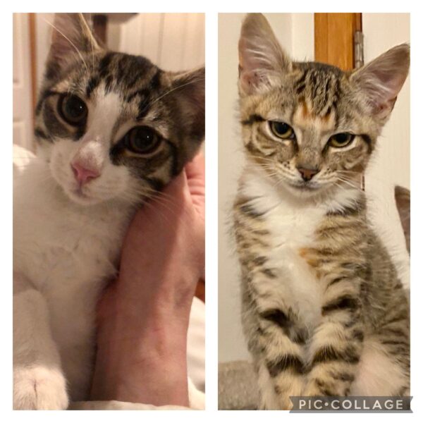 Enzo and Cleo