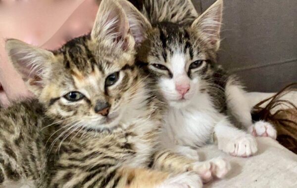 Enzo and Cleo - Image 4