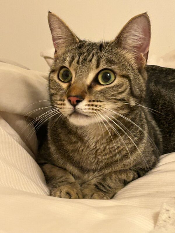 Eric - Playful and Affectionate