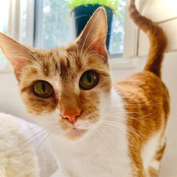 Milla
