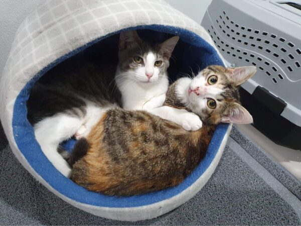 Oliver and Buttons - Image 2