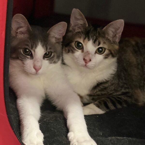 Oliver and Buttons