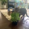Baloo and Jessie - fun, friendly & loving brothers - Image 4