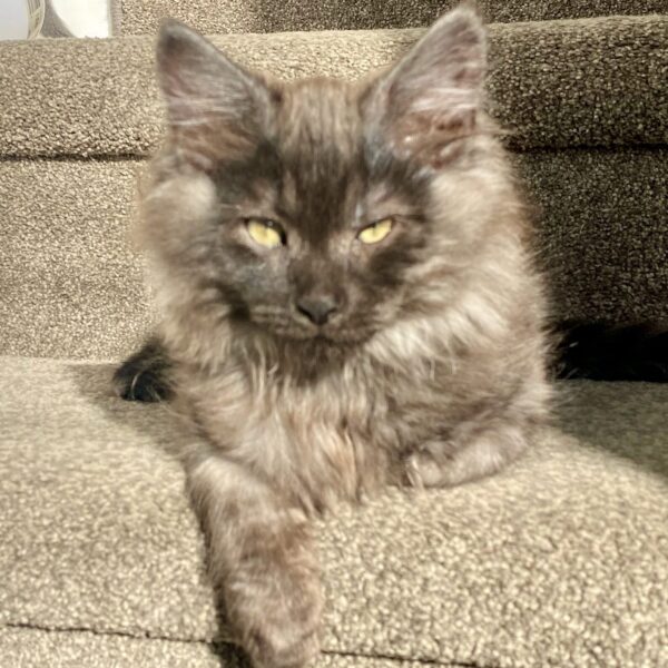 Smudge