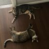 Baloo and Jessie - fun, friendly & loving brothers - Image 5
