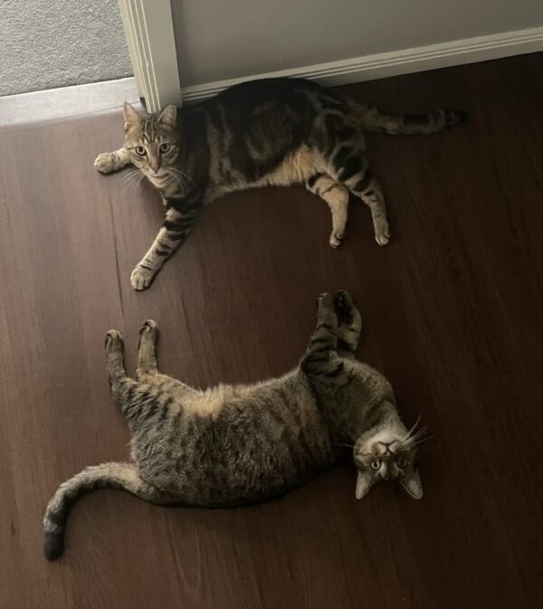 Baloo and Jessie - fun, friendly & loving brothers - Image 5