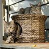 Baloo and Jessie - fun, friendly & loving brothers