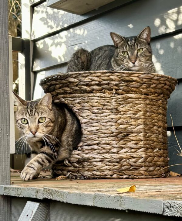 Baloo and Jessie - fun, friendly & loving brothers