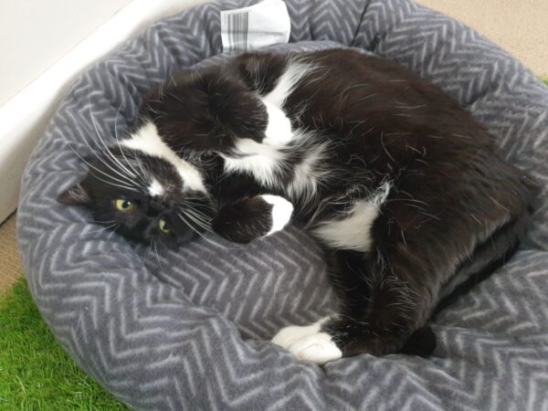 Spot - Gentle Mumma