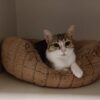 Tibby & Tabby - Image 3