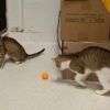 Tibby & Tabby - Image 4